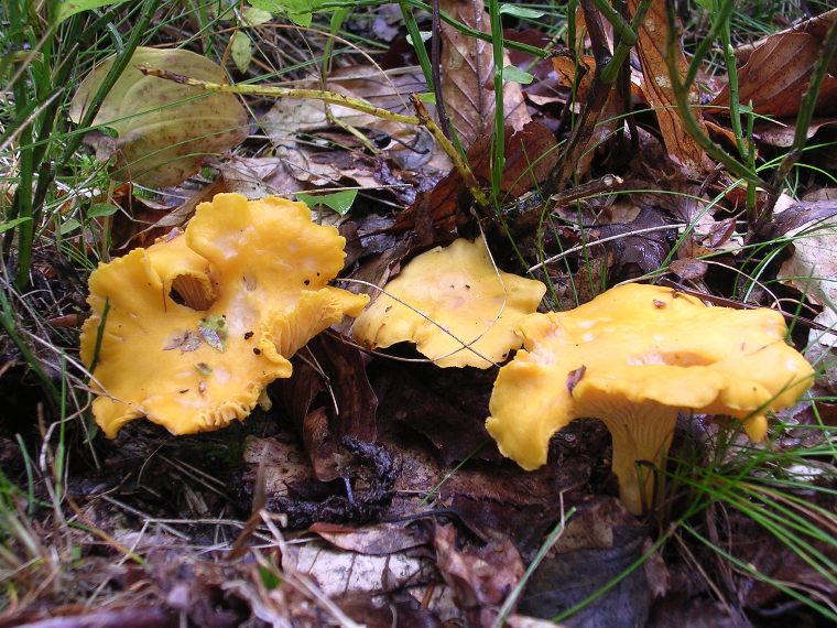 C. cibarius - 19 Agosto 2006 - 03