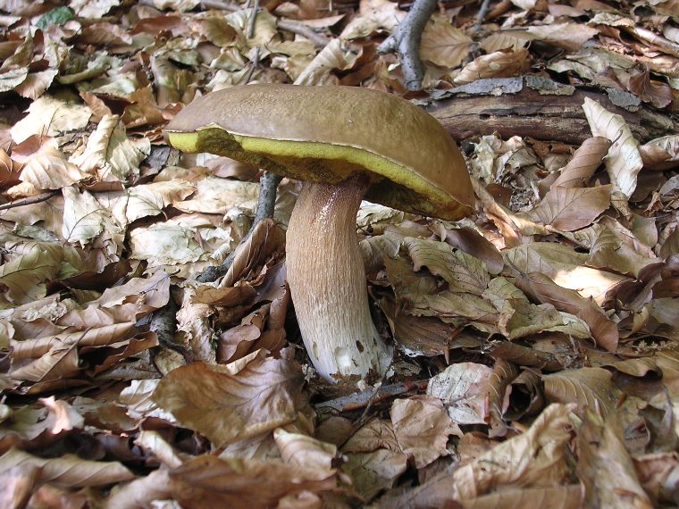 B. edulis - 26 Agosto 2006 - 01