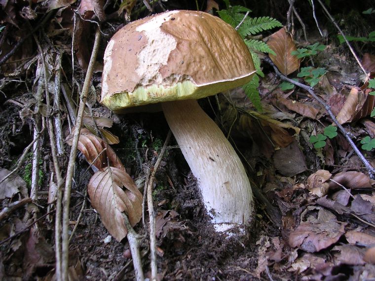 B. edulis - 26 Agosto 2006 - 02