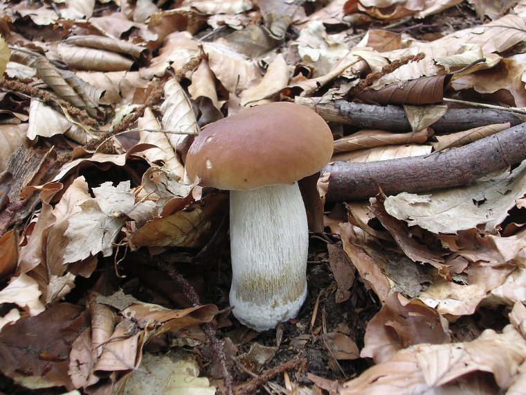 B. edulis - 26 Agosto 2006 - 03