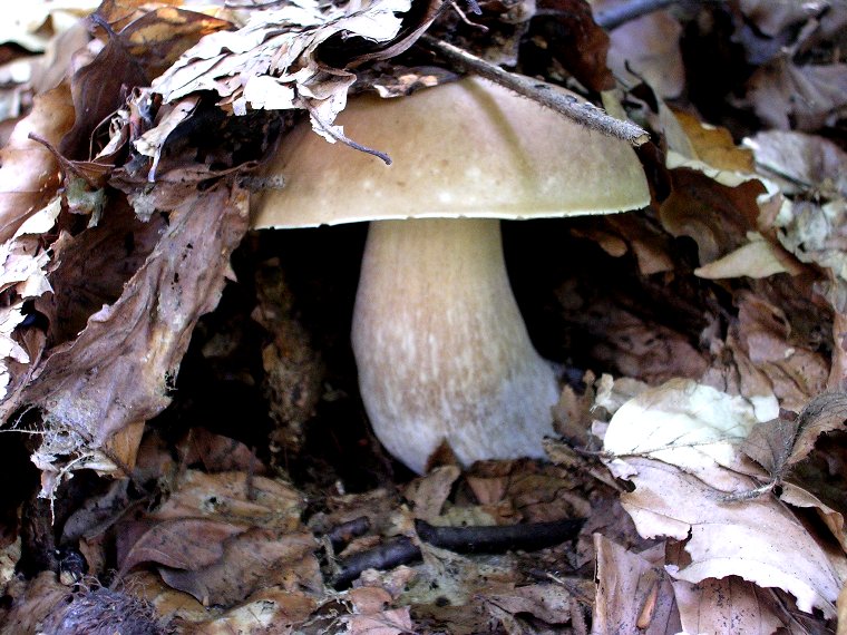 B. edulis - 2 Settembre 2006 - 10