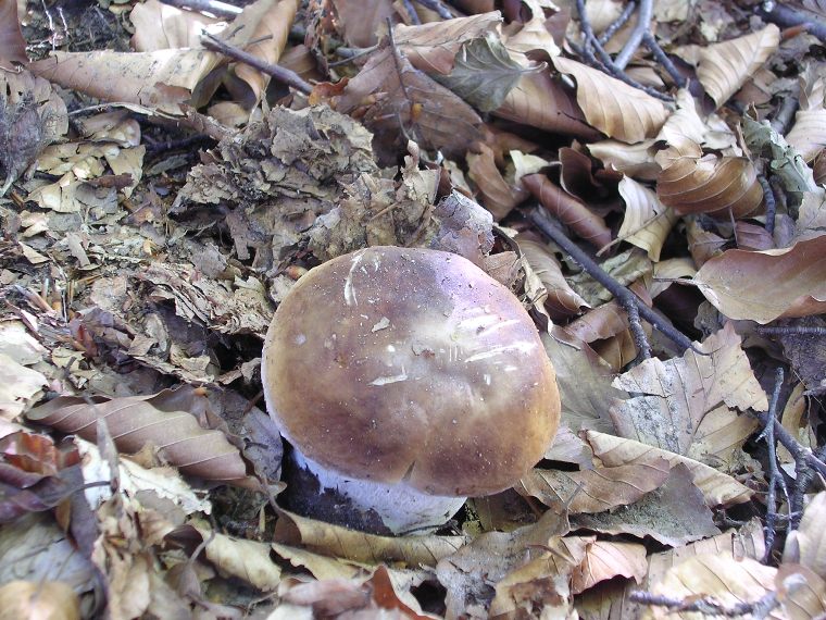 B. edulis - 3 Settembre 2006 - 01