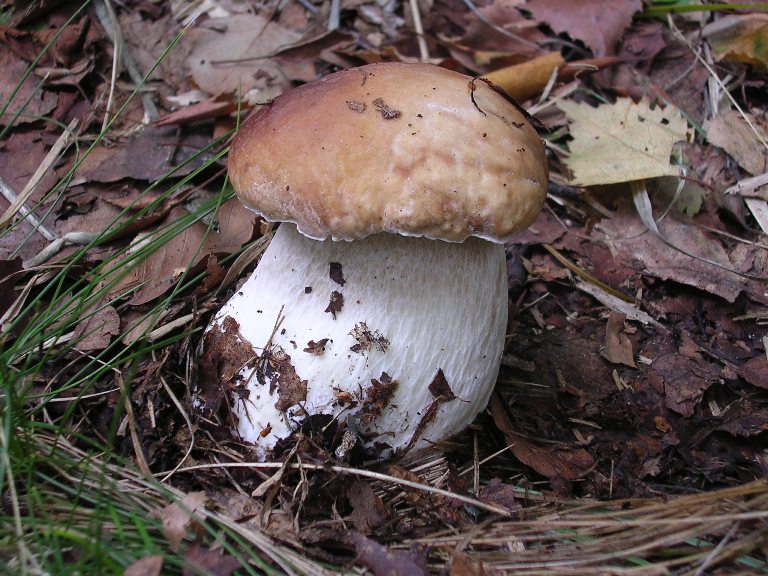 B. edulis - 23 Settembre 2006 - 02