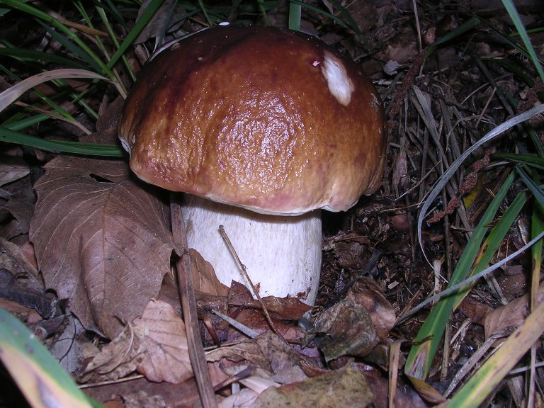B. edulis - 30 Settembre 2006 - 02