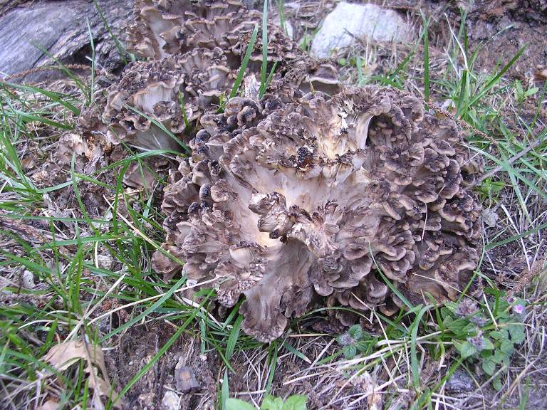 G. frondosa - 07 Ottobre 2006 - 01