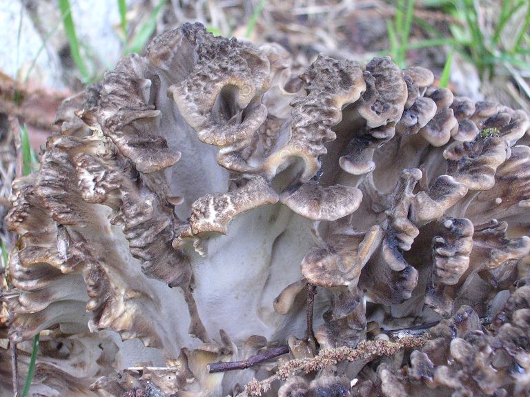 G. frondosa - 07 Ottobre 2006 - 02