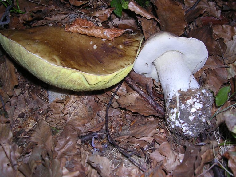 B. edulis - 14 Ottobre 2006 - 01