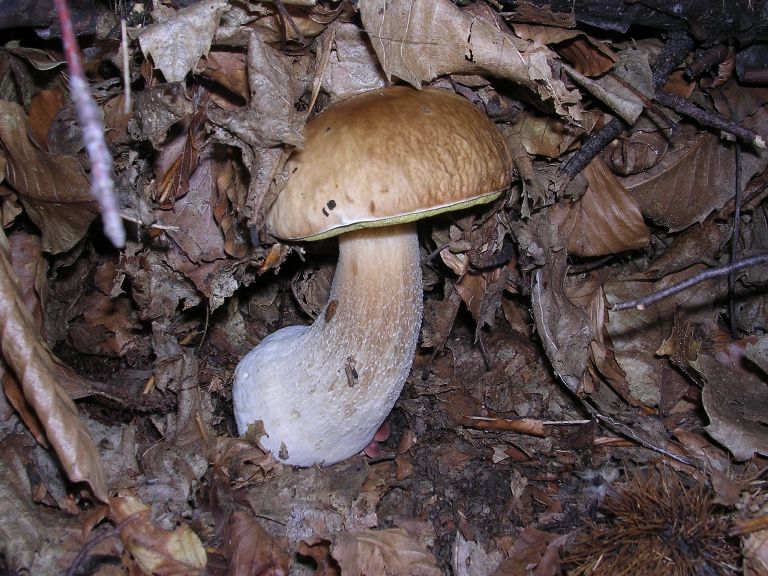 Boletus - 14 Ottobre 2006 - 02