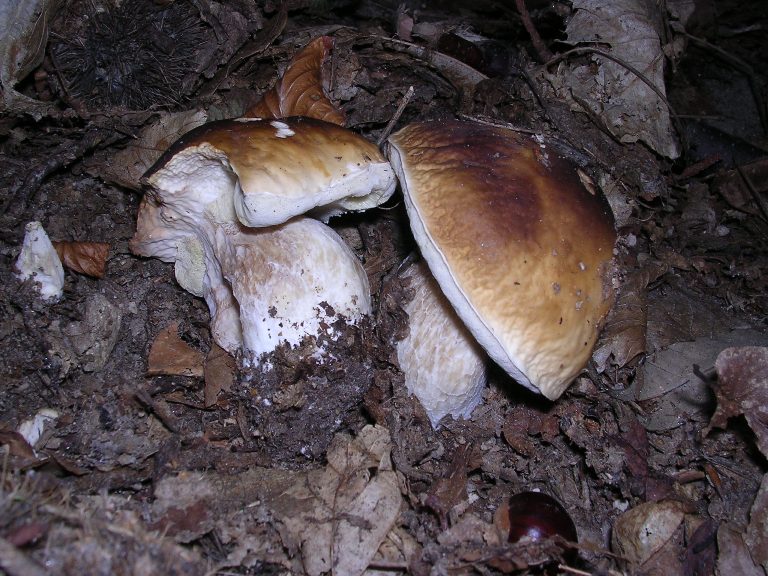 B. edulis - 14 Ottobre 2006 - 03