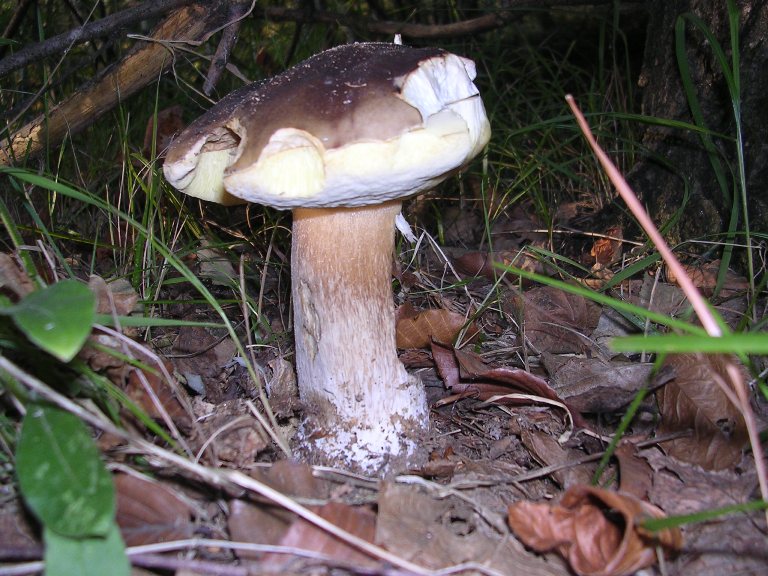 B. edulis - 14 Ottobre 2006 - 05