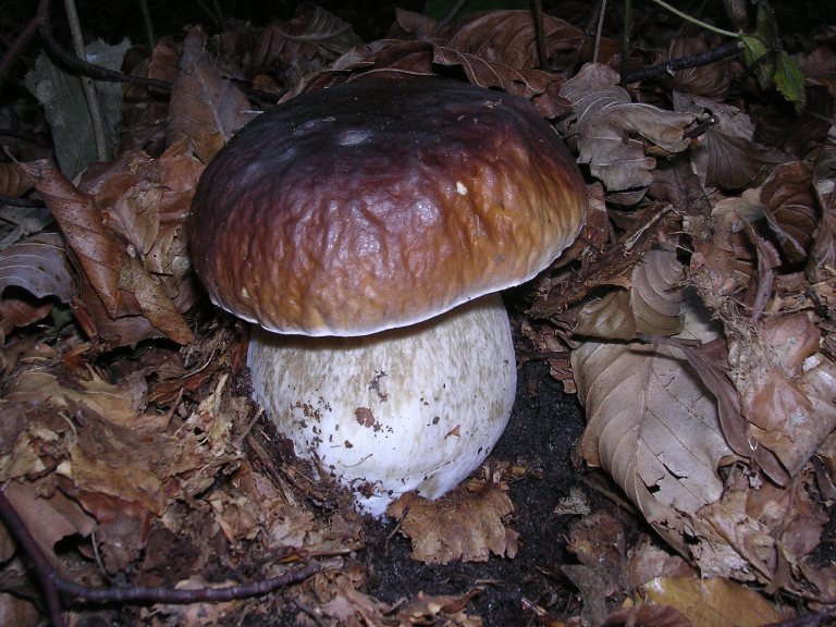 B. edulis - 14 Ottobre 2006 - 06