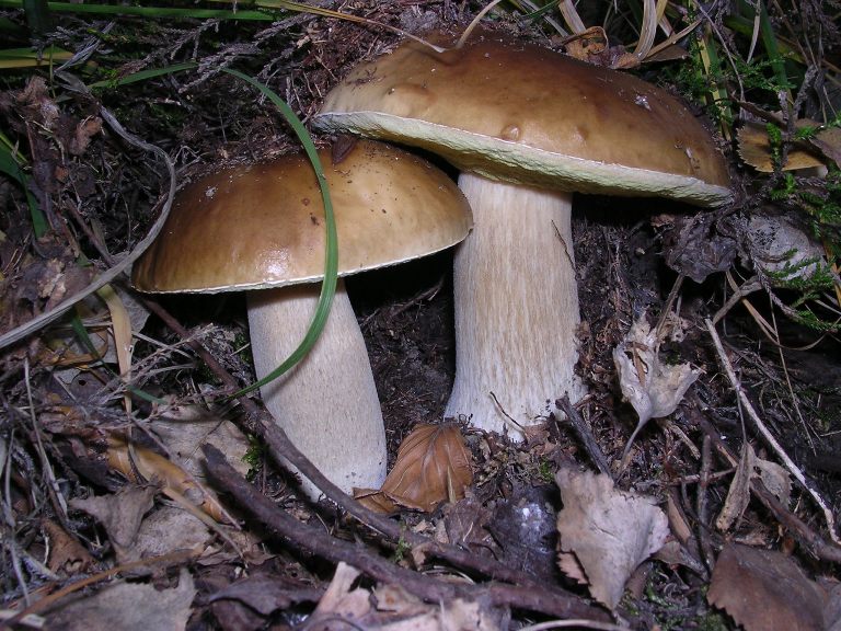 B. edulis - 14 Ottobre 2006 - 08