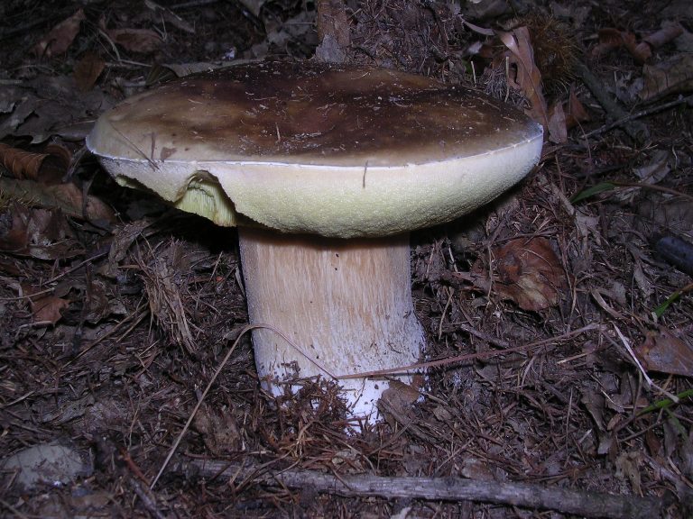 B. edulis - 14 Ottobre 2006 - 09