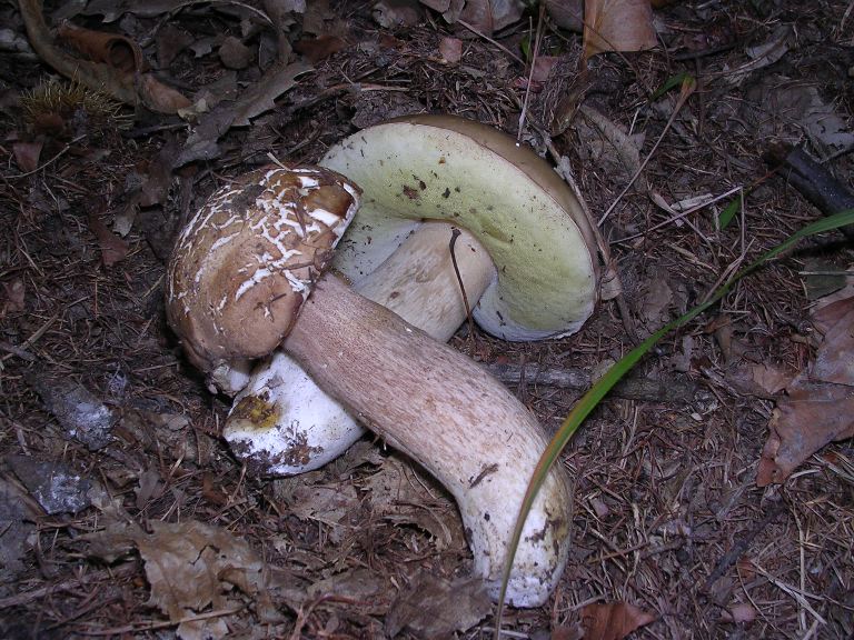 B. edulis - 14 Ottobre 2006 - 10