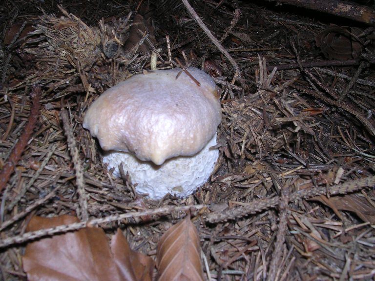 B. edulis - 14 Ottobre 2006 - 11