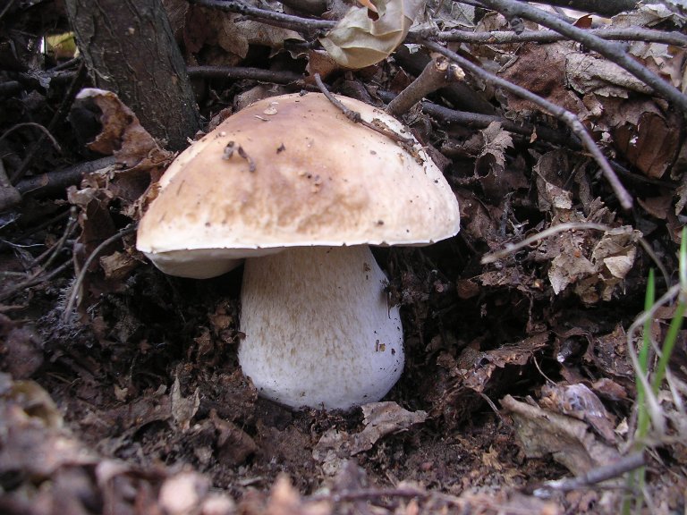 Boletus - 14 Ottobre 2006 - 12