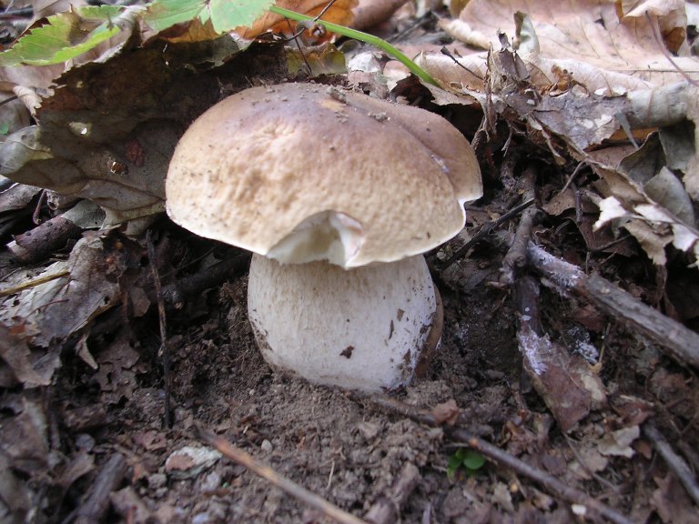 B. edulis - 14 Ottobre 2006 - 13