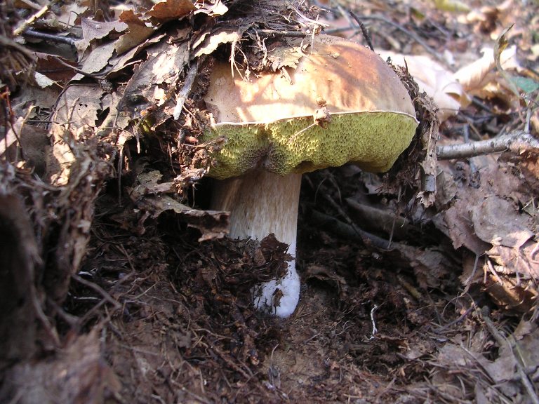 B. edulis - 14 Ottobre 2006 - 14