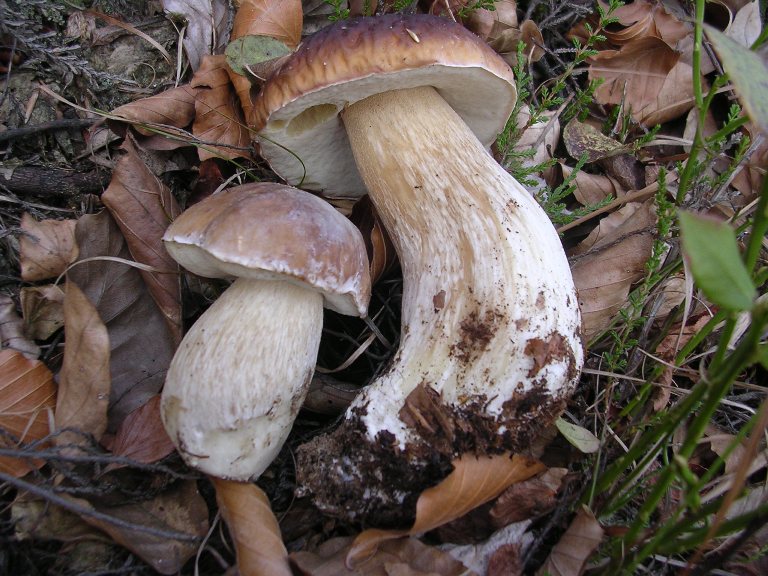 B. edulis - 14 Ottobre 2006 - 16