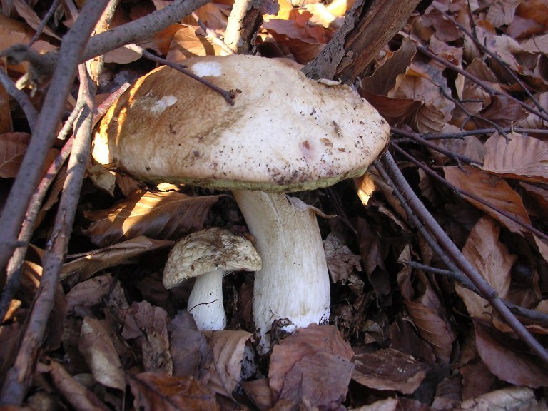 B. edulis - 1 novembre 2006 - 01