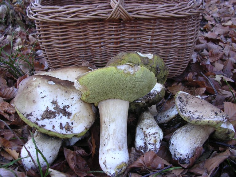 Boletus - 1 novembre 2006 - 02