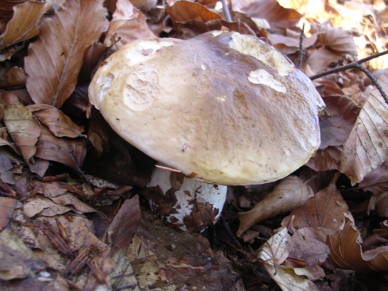 B. edulis - 1 novembre 2006 - 03
