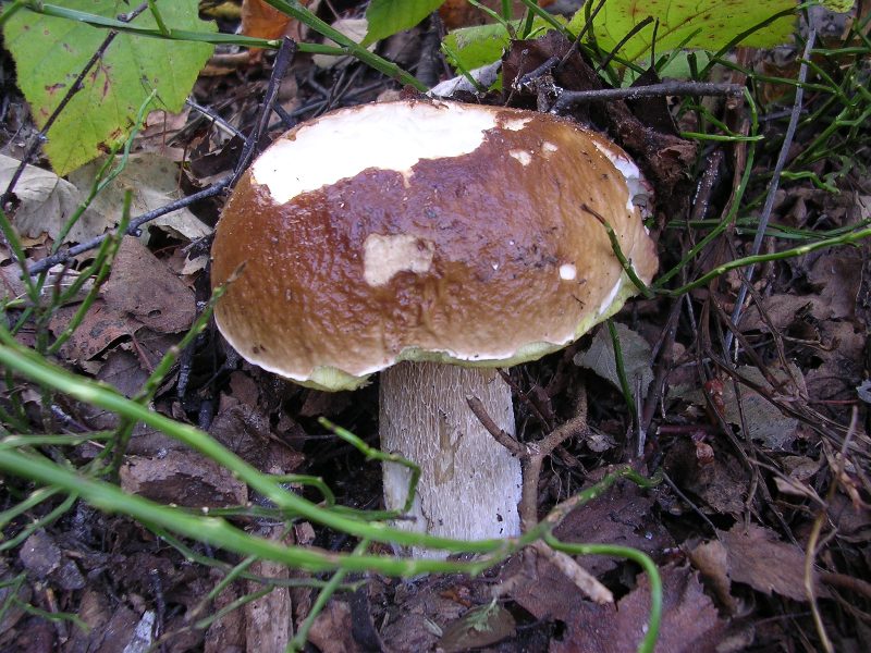 B. edulis - 29 Settembre 2011 - 03