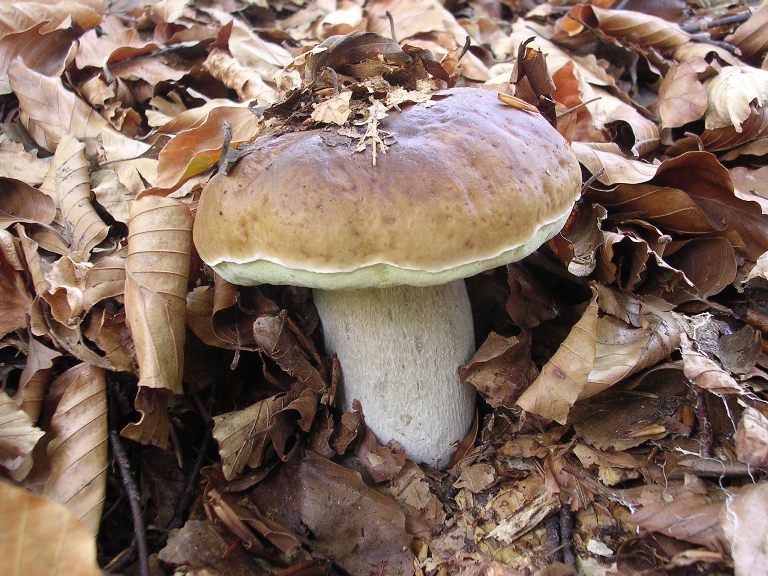 B. edulis - 26 Settembre 2012 - 01