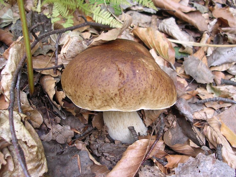 B. edulis - 26 Settembre 2012 - 02