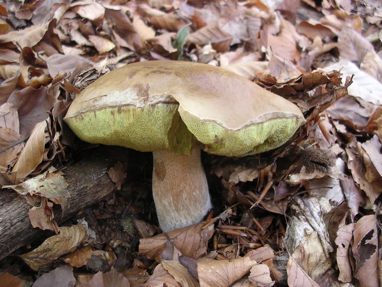 B. edulis - 26 Settembre 2012 - 03