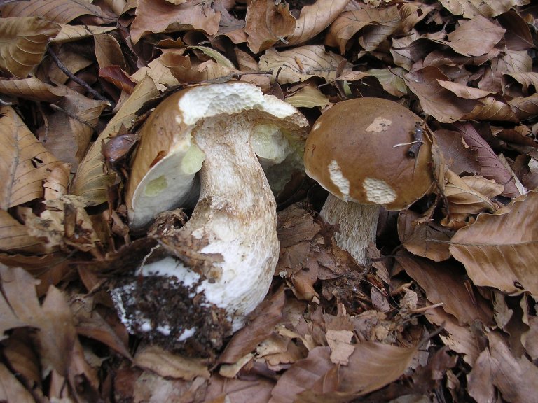 B. edulis - 26 Settembre 2012 - 04