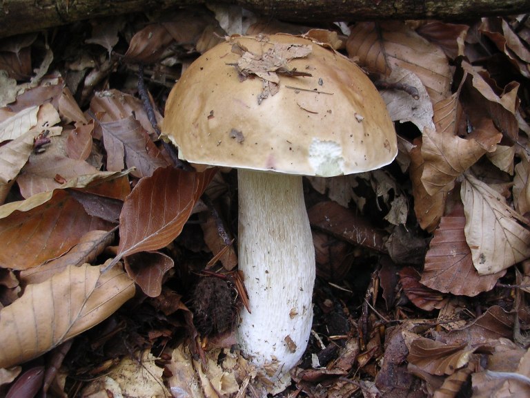 B. edulis - 26 Settembre 2012 - 05