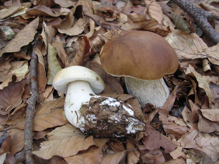 B. edulis - 26 Settembre 2012 - 01