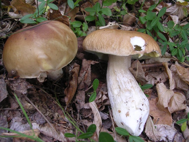 B. edulis - 26 Settembre 2012 - 02