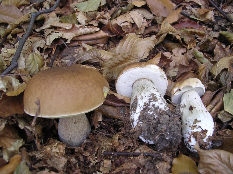 B. edulis - 26 Settembre 2012 - 08