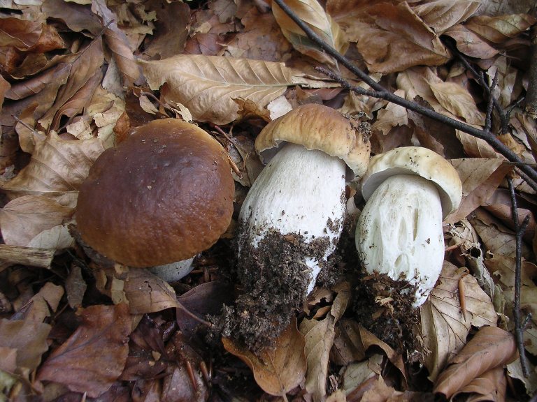 B. edulis - 26 Settembre 2012 - 09