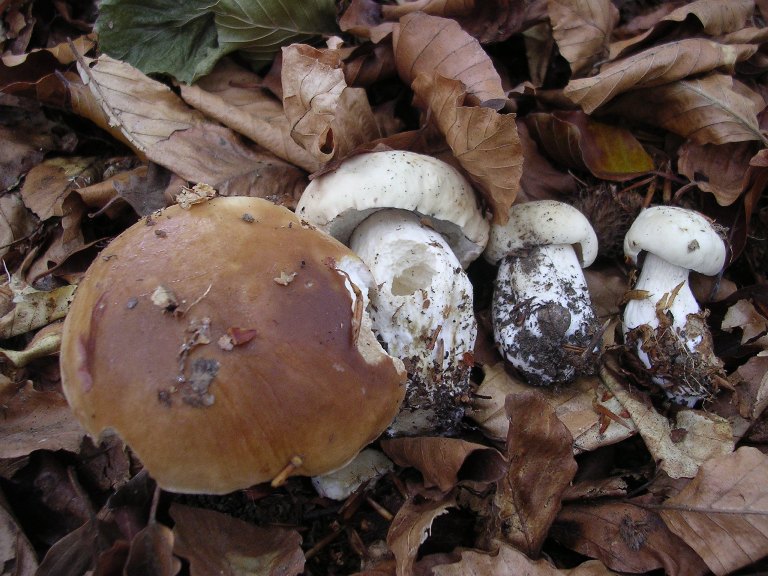 B. edulis - 26 Settembre 2012 - 10