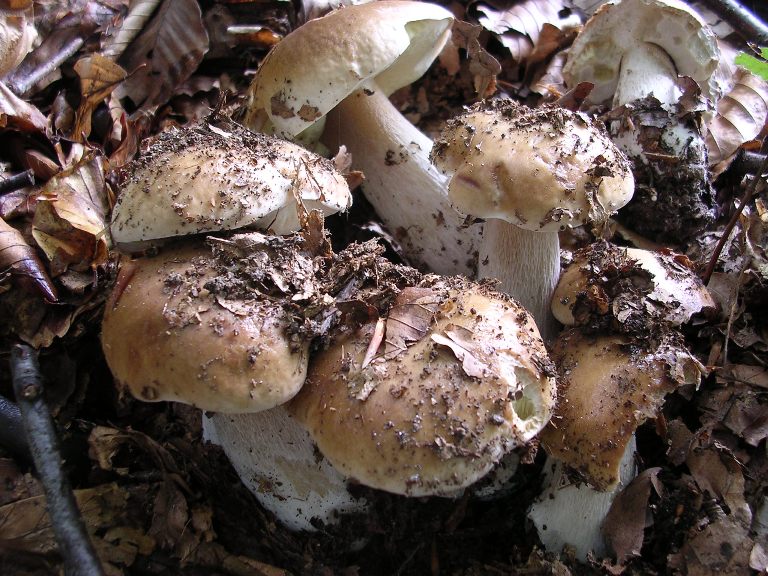 B. edulis - 26 Settembre 2012 - 11