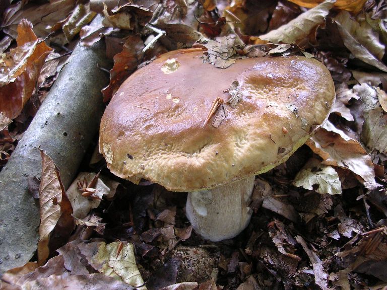 B. edulis - 26 Settembre 2012 - 12