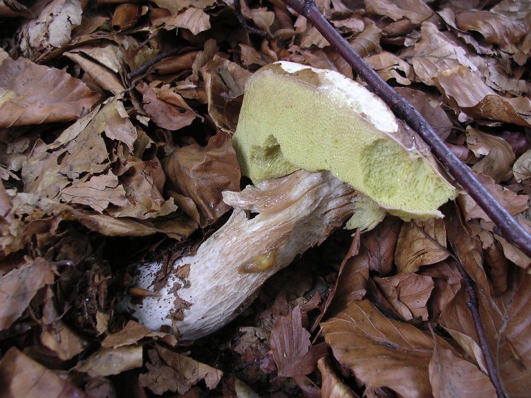 B. edulis - 26 Settembre 2012 - 13