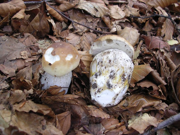B. edulis - 26 Settembre 2012 - 14