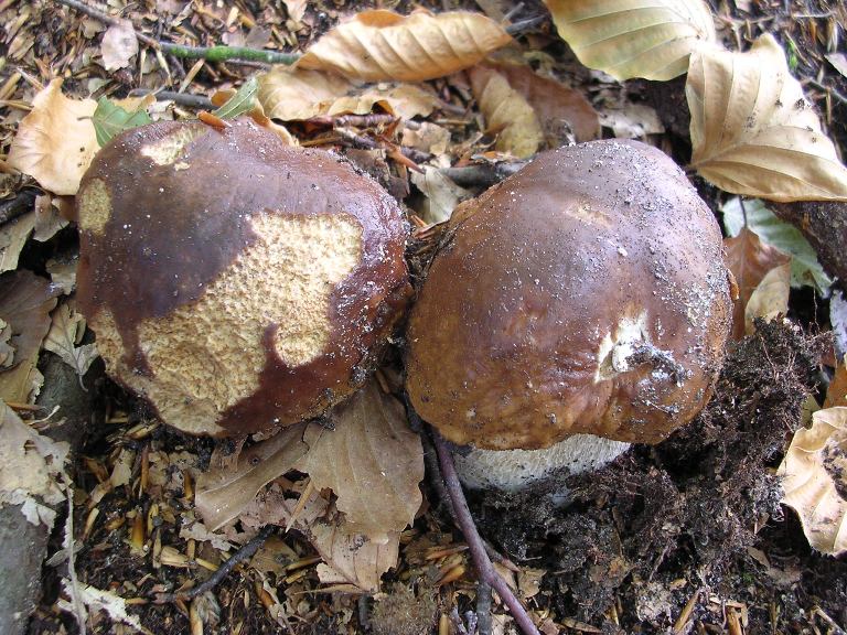 B. edulis - 26 Settembre 2012 - 15