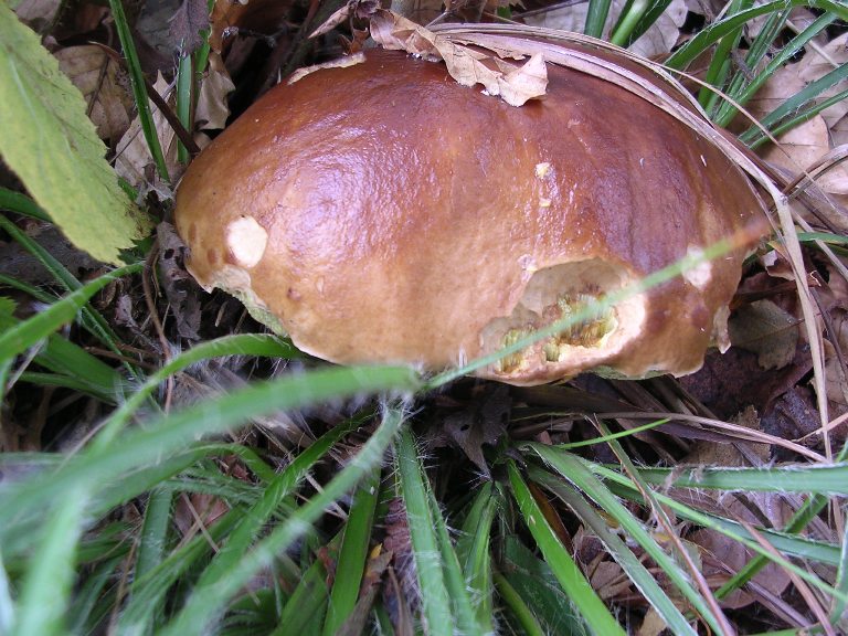 B. edulis - 26 Settembre 2012 - 16