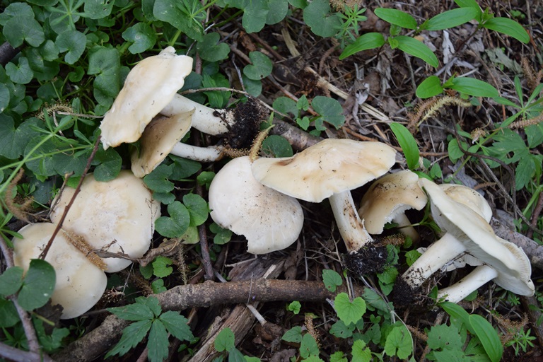 C. gambosa - 1 Maggio 2015 - 04