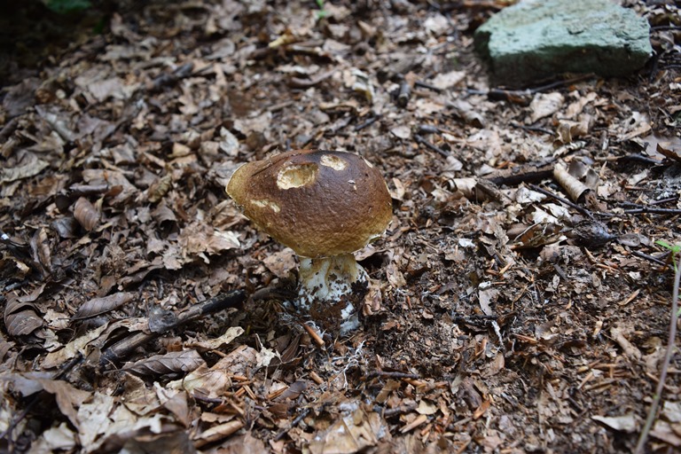 B. edulis - 1 Settembre 2015 - 03