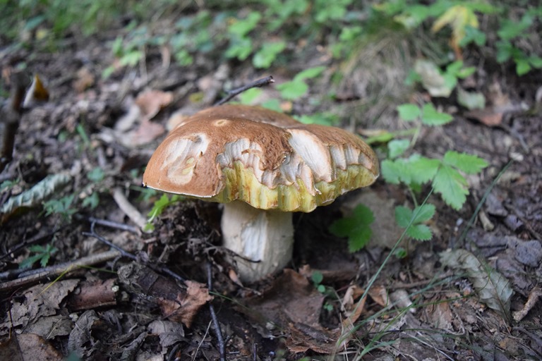 B. edulis - 10 Settembre 2016 - 01