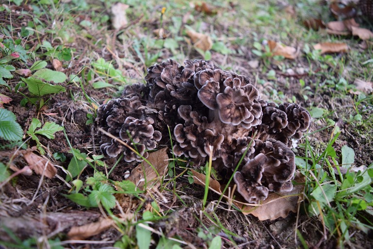 G. frondosa - 30 Settembre 2016 - 01