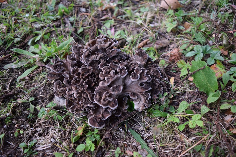G. frondosa - 30 Settembre 2016 - 02