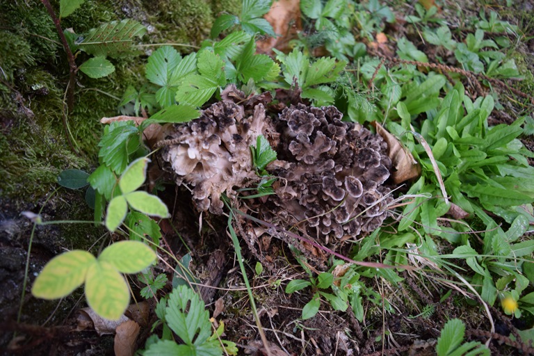G. frondosa - 30 Settembre 2016 - 03