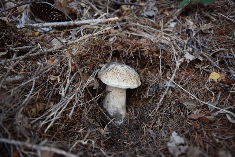 B. edulis - 30 Settembre 2016 - 05